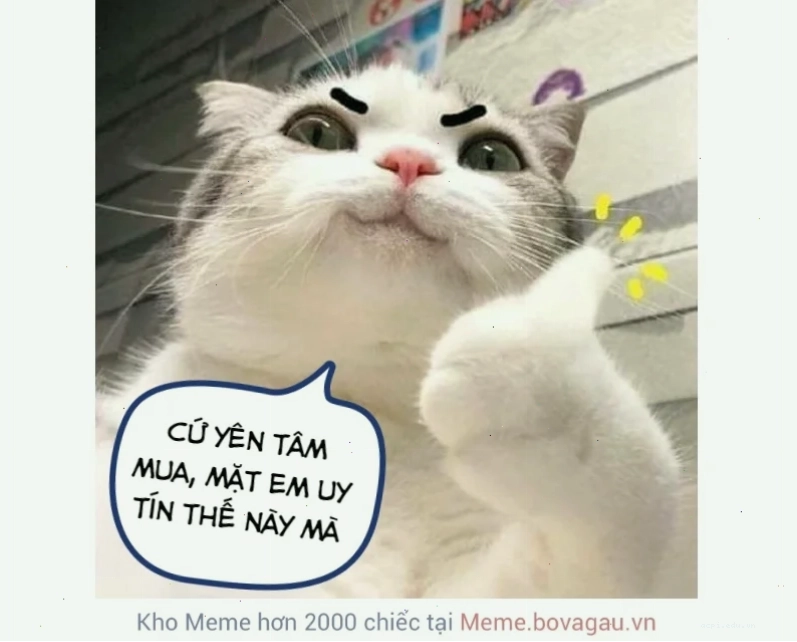 meme mèo cười