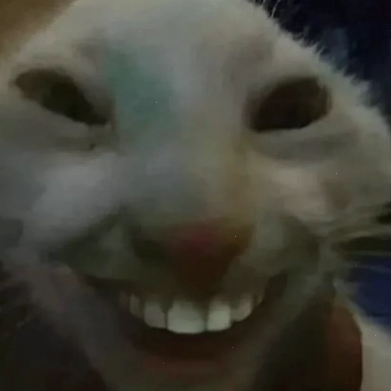 meme mèo cười