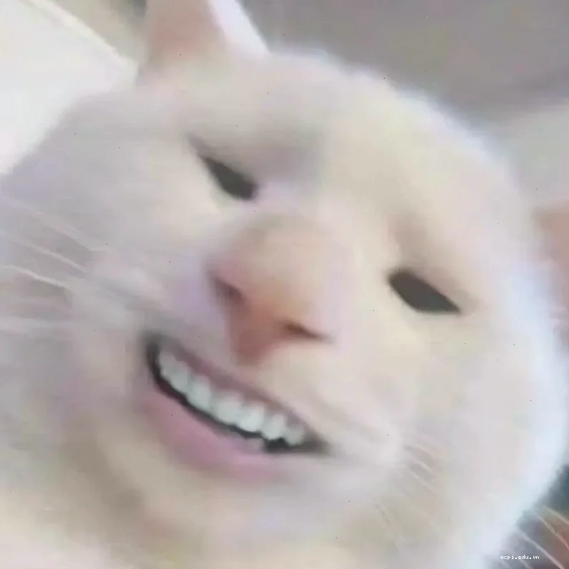 meme mèo cười
