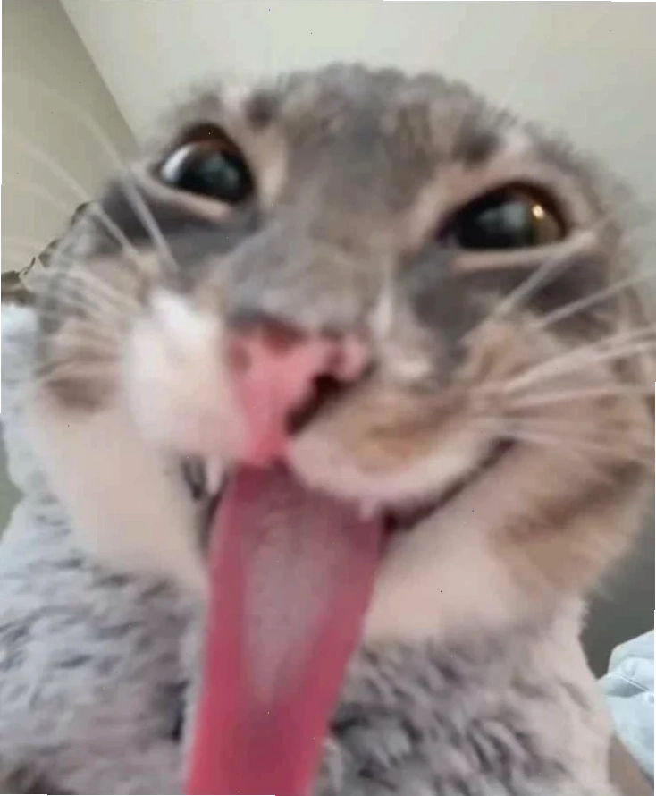 meme mèo cười