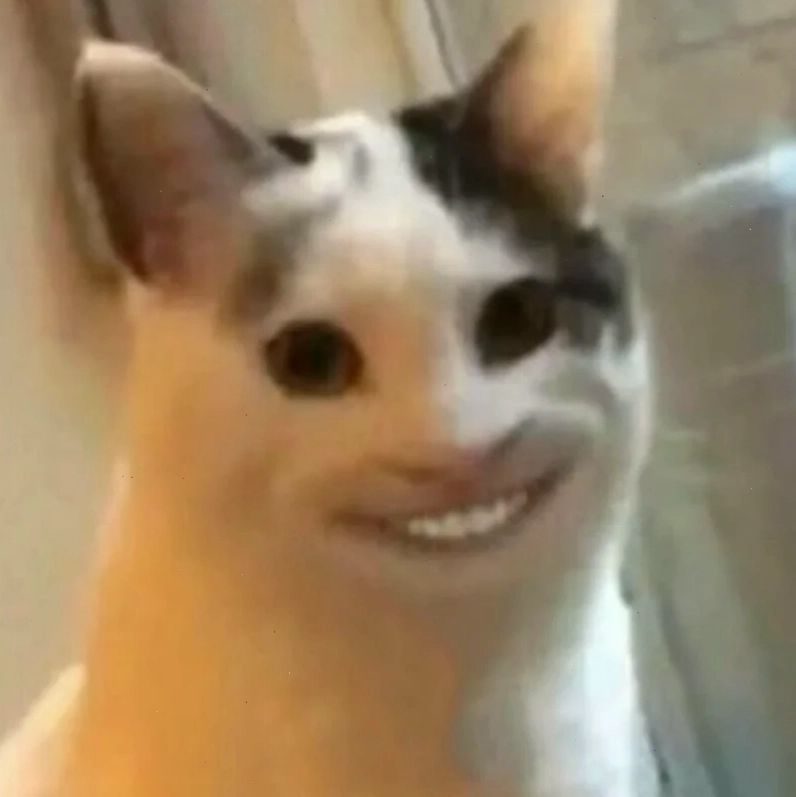 meme mèo cười