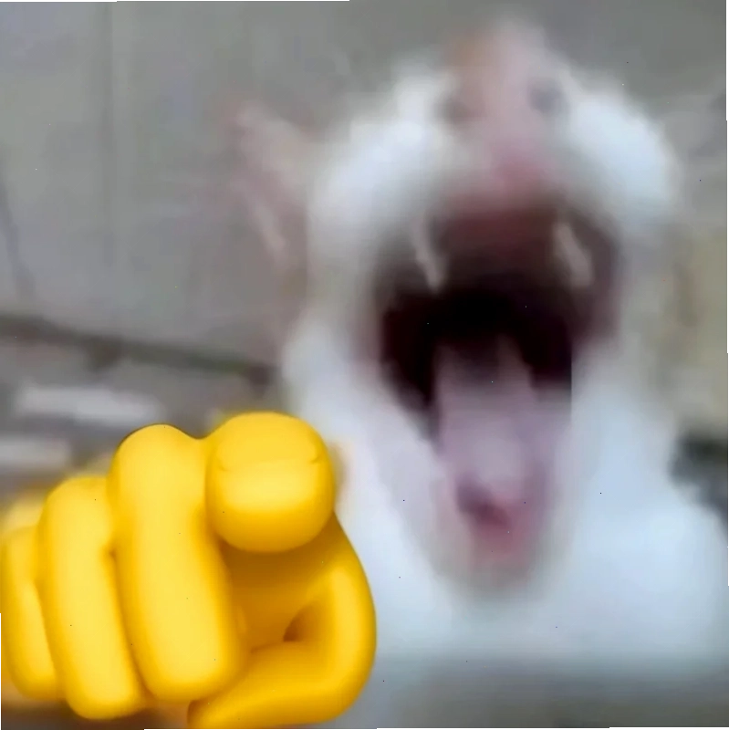 meme mèo cười