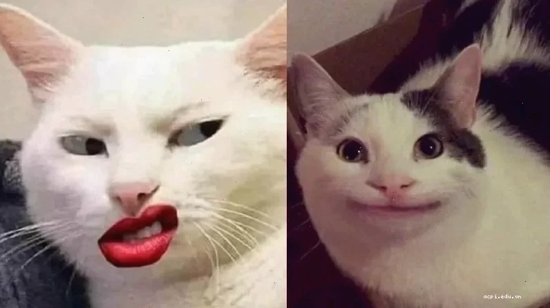 meme mèo cười