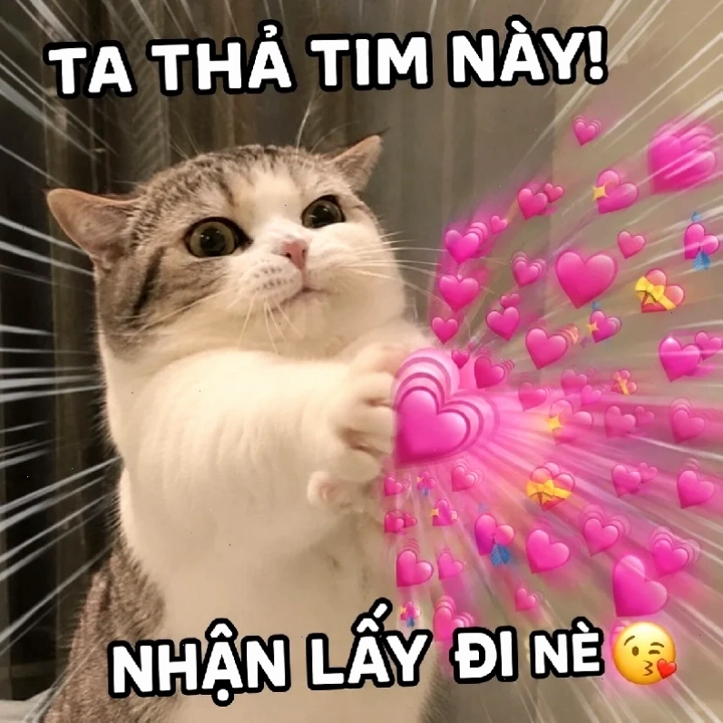 meme mèo cười đáng yêu khi bị bắt quả tang