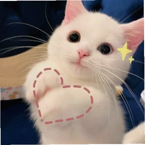 meme mèo cười đáng yêu khi đói bụng