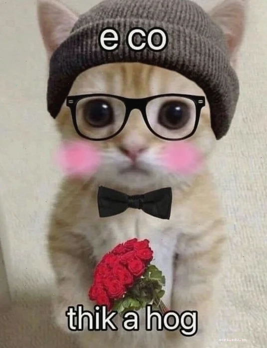 meme mèo cười đáng yêu khi nhận quà