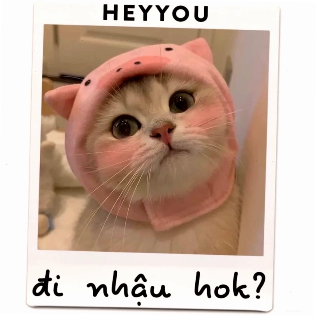 meme mèo cười đáng yêu siêu bựa