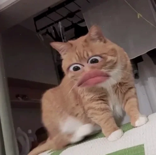 meme mèo cười đáng yêu siêu phẩm