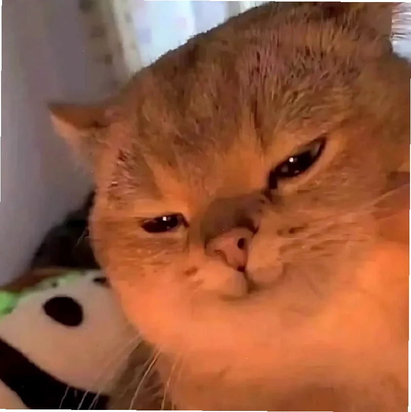 meme mèo cười đểu