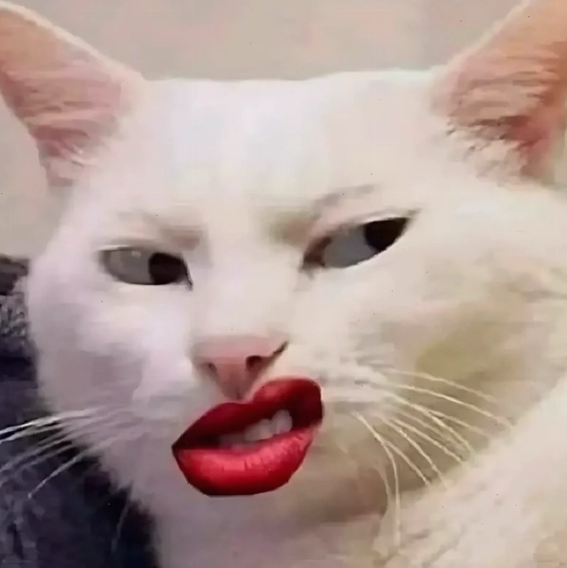 meme mèo cười đểu chỉ tay