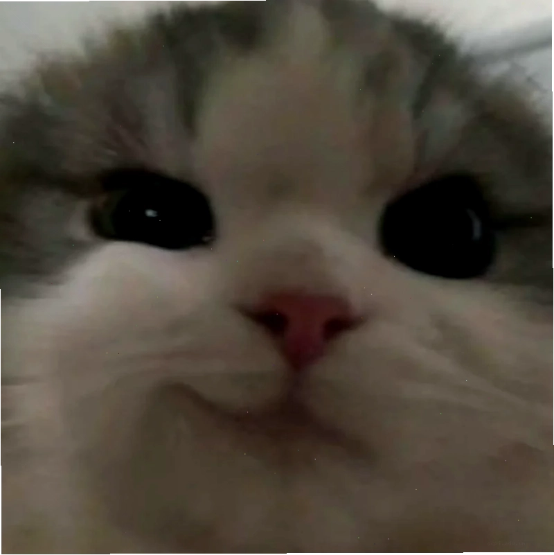 meme mèo cười đểu nhe răng khinh bỉ