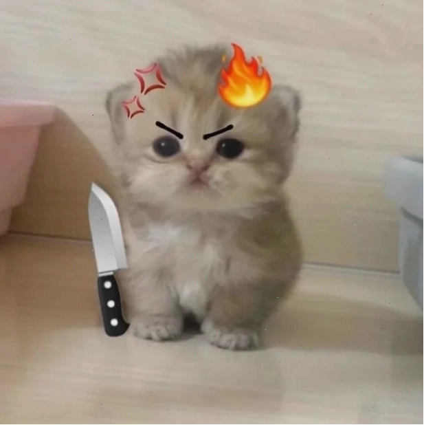 meme mèo cute dỗi meme mèo cute dỗi