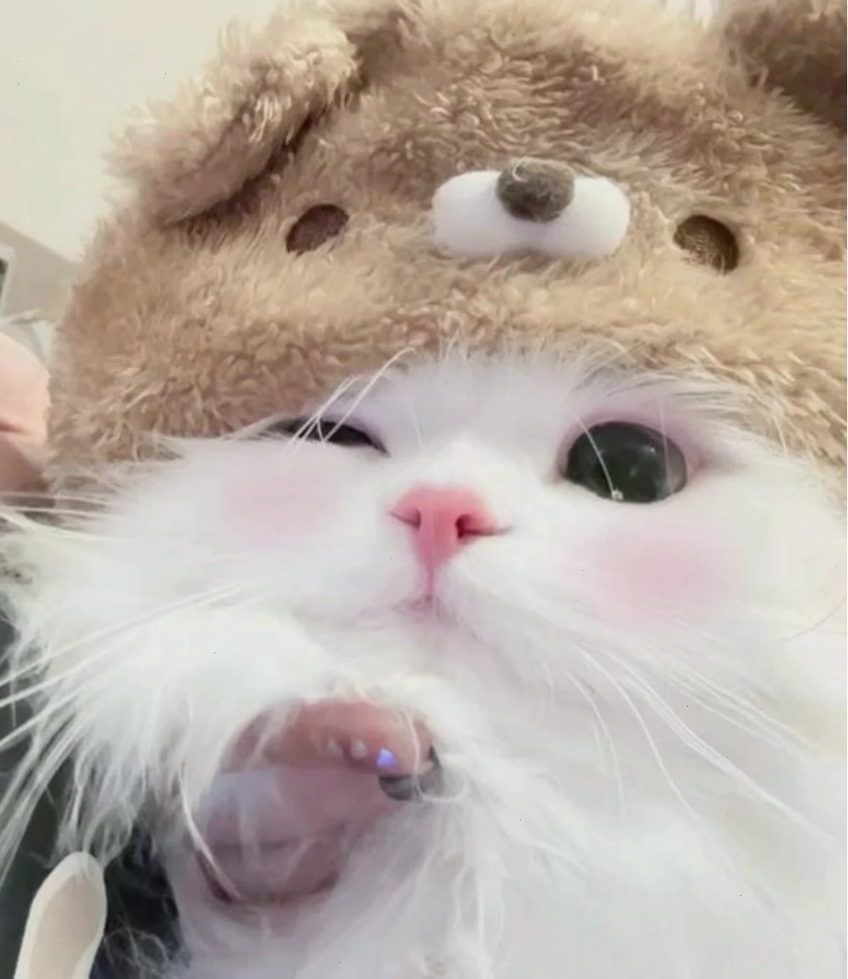 meme mèo cute dỗi meme mèo cute dỗi