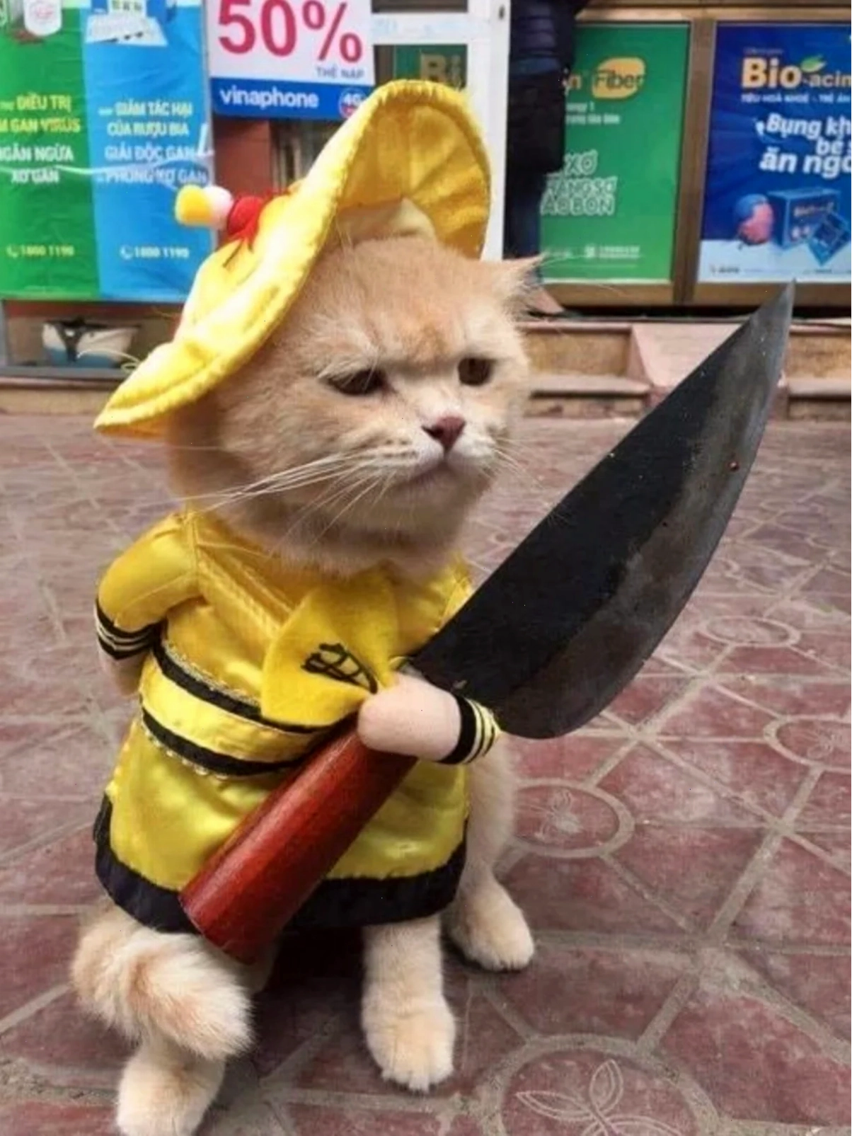 meme mèo cute dỗi meme mèo cute dỗi