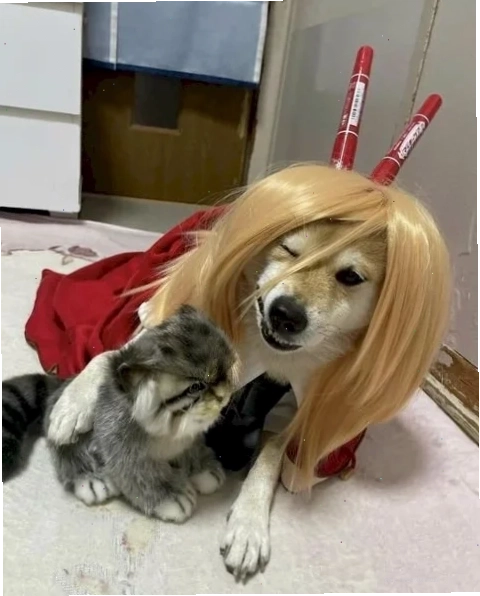 meme mèo cute dỗi meme mèo cute dỗi