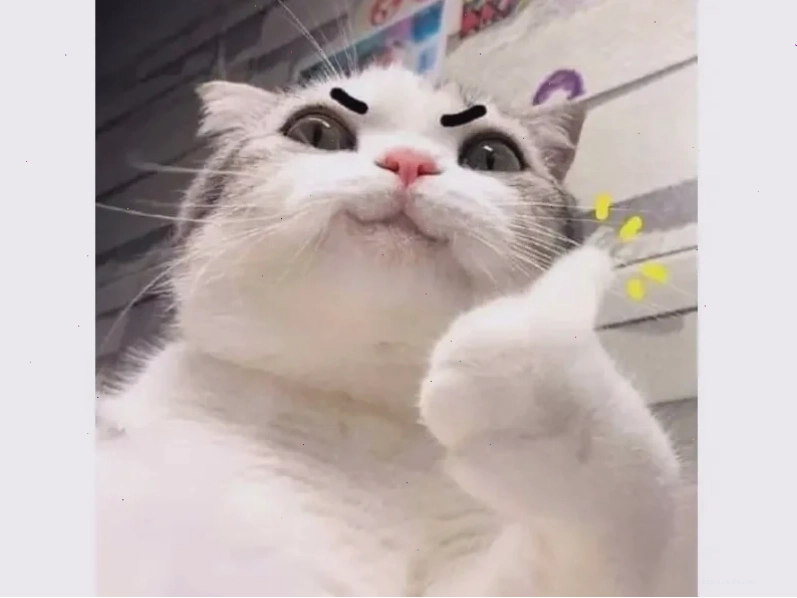 meme mèo cute dỗi meme mèo cute dỗi