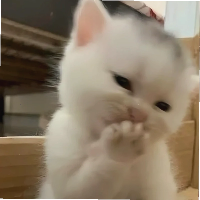 meme mèo cute dỗi meme mèo cute dỗi