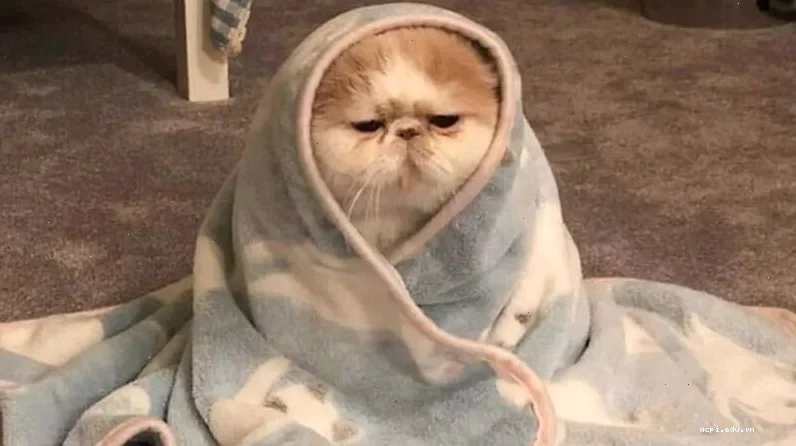 meme mèo cute dỗi meme mèo cute dỗi
