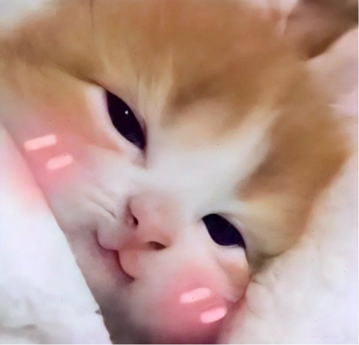 meme mèo cute dỗi meme mèo cute dỗi