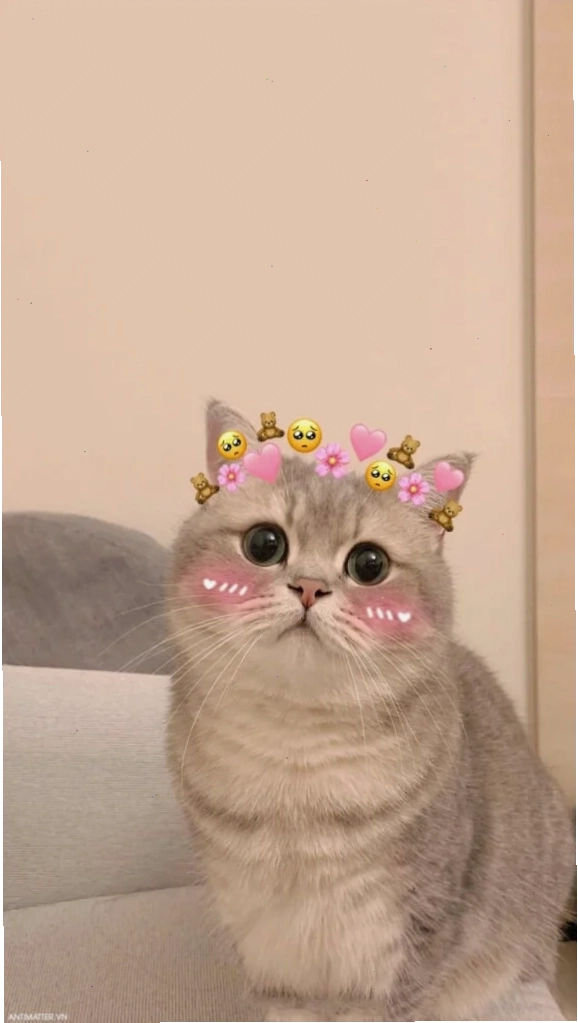 meme mèo cute dỗi meme mèo cute dỗi