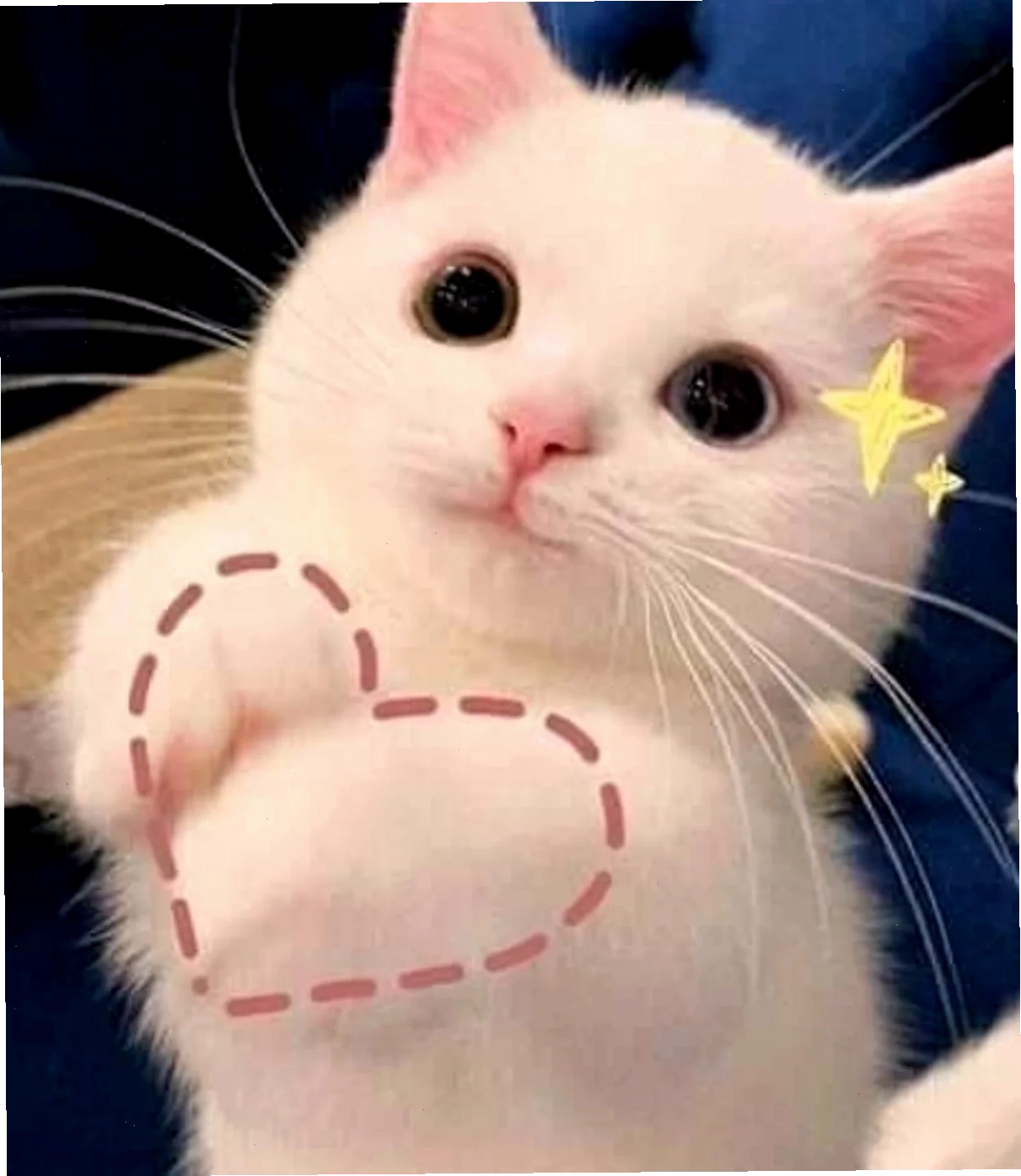 meme mèo cute dỗi meme mèo cute dỗi