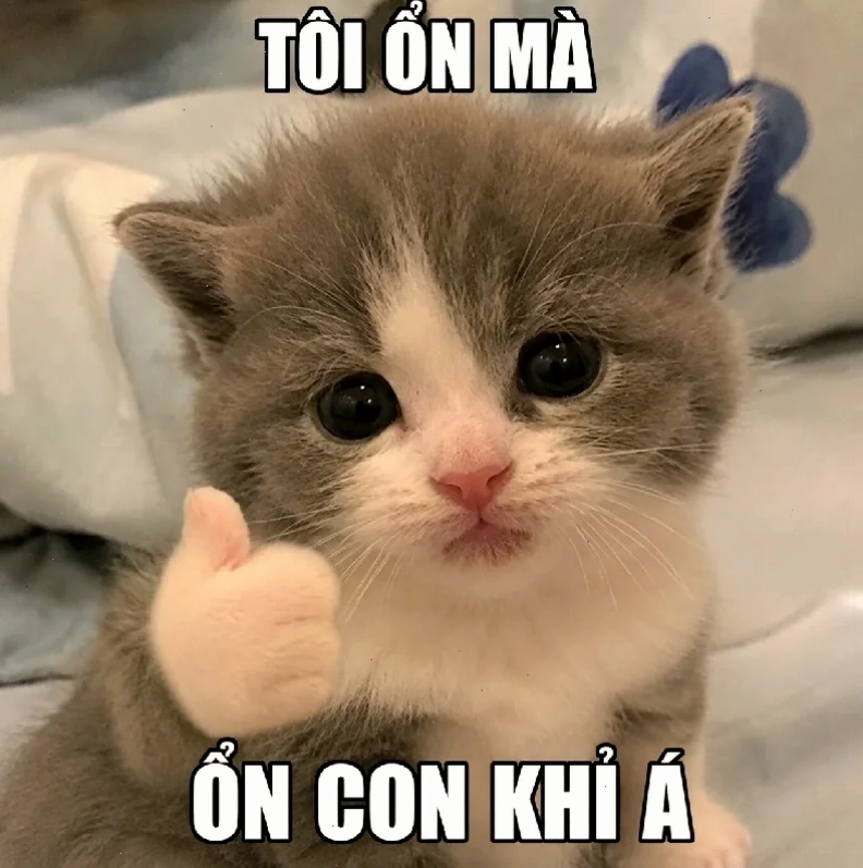 meme mèo cute dỗi meme mèo cute dỗi