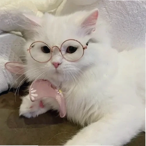 meme mèo cute hài meme mèo cute hài