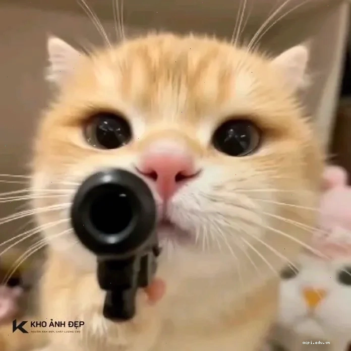 meme mèo cute ngồi ghế meme mèo cute ngồi ghế