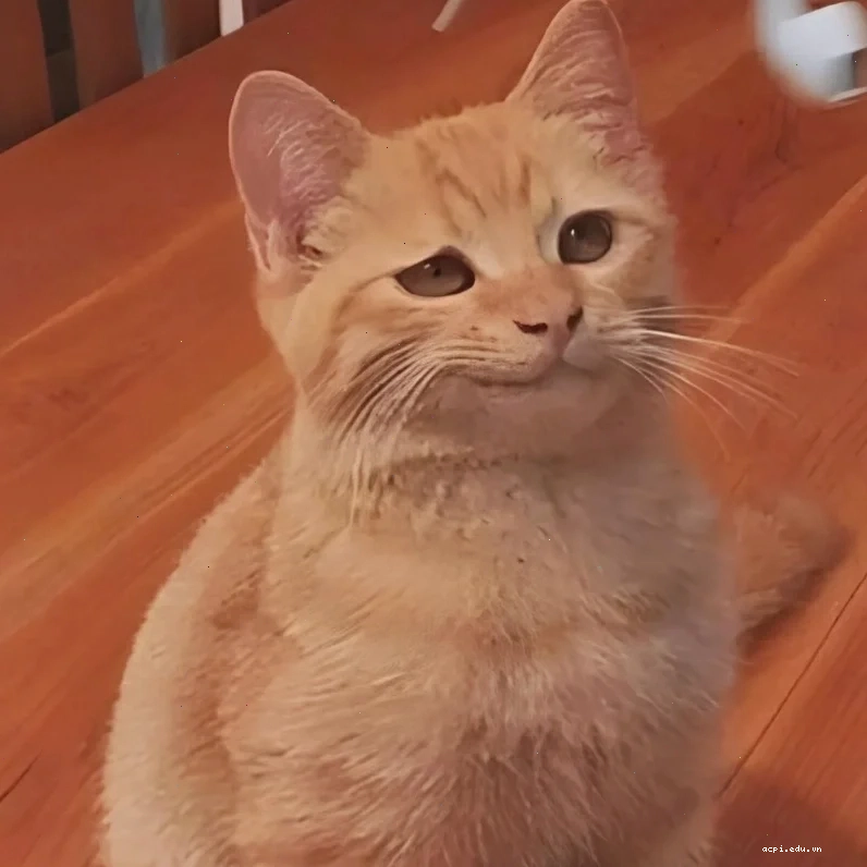 meme mèo cute ngồi ghế meme mèo cute ngồi ghế