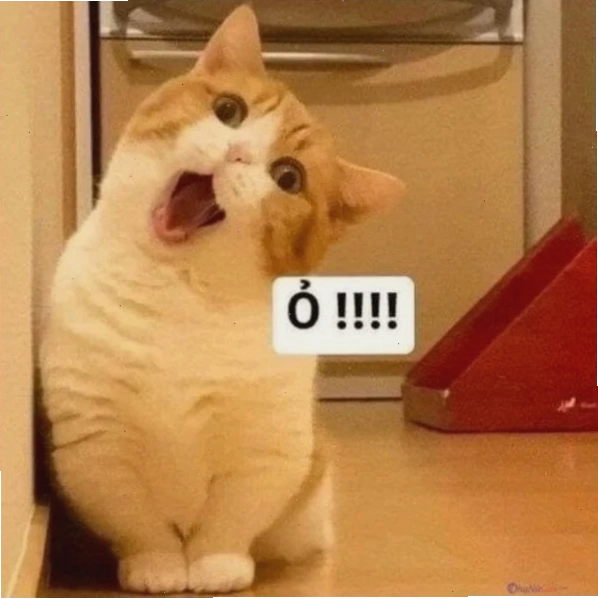 meme mèo cute tức giận meme mèo cute tức giận