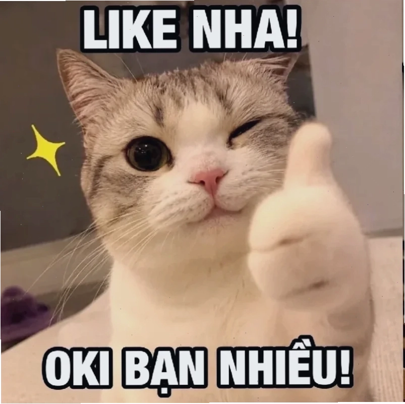 meme mèo cute tức giận meme mèo cute tức giận