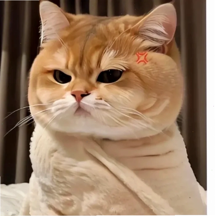 meme mèo cute tức giận meme mèo cute tức giận