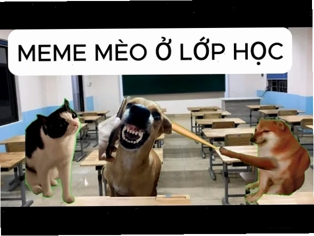 meme mèo dễ thương