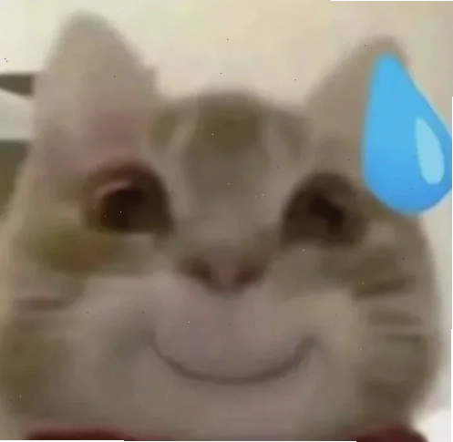meme mèo đổ mồ hôi