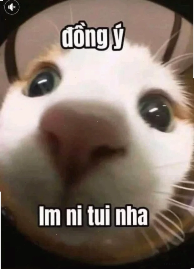 meme mèo đồng ý gật đầu