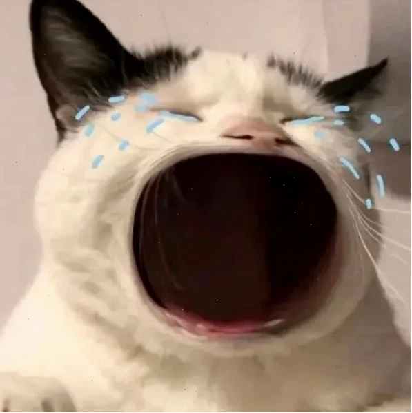 meme mèo giật mình