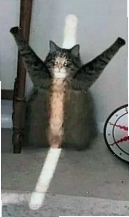 meme mèo giơ tay bá đạo