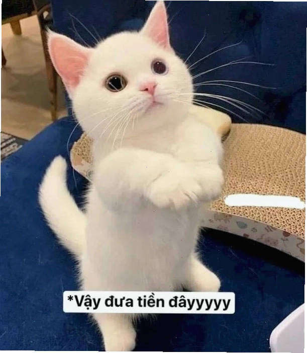 meme mèo giơ tay bất lực