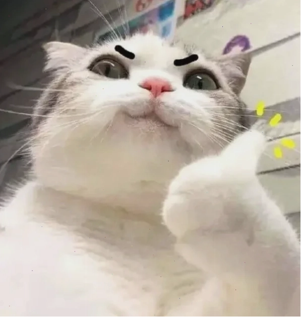 meme mèo giơ tay bựa