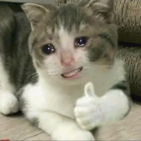 meme mèo giơ tay đơn giản