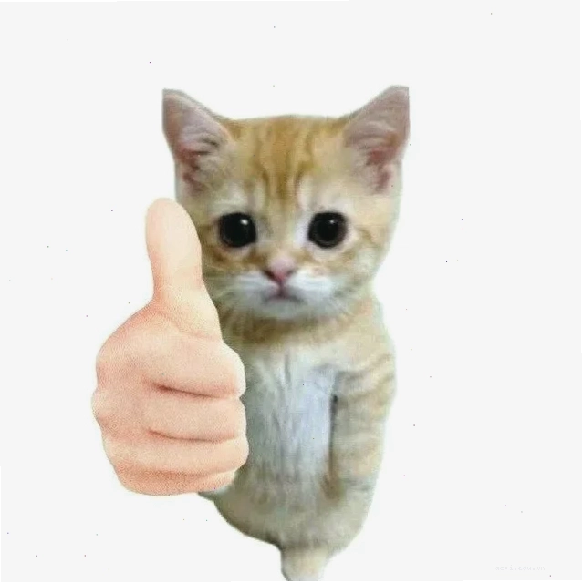 meme mèo giơ tay lầy lội