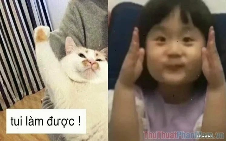 meme mèo giơ tay ngáo
