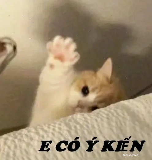 meme mèo giơ tay nghiêm túc