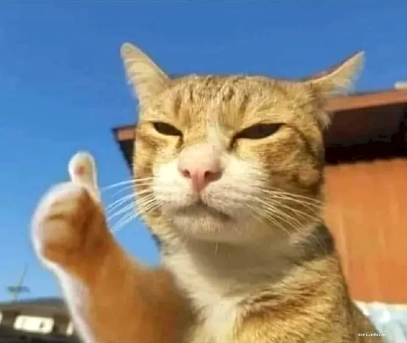 meme mèo giơ tay ngơ ngác