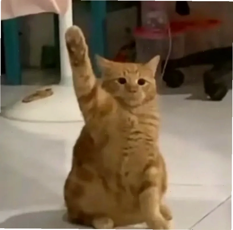 meme mèo giơ tay ngủ gật