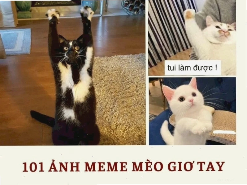 meme mèo giơ tay vô tri