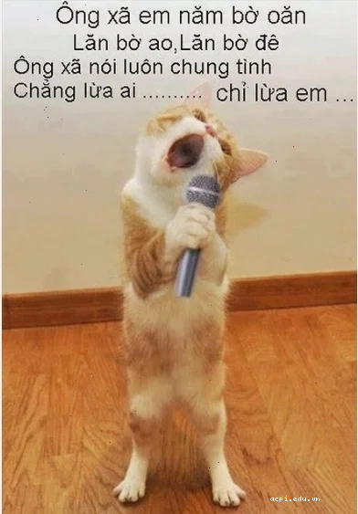 meme mèo hát