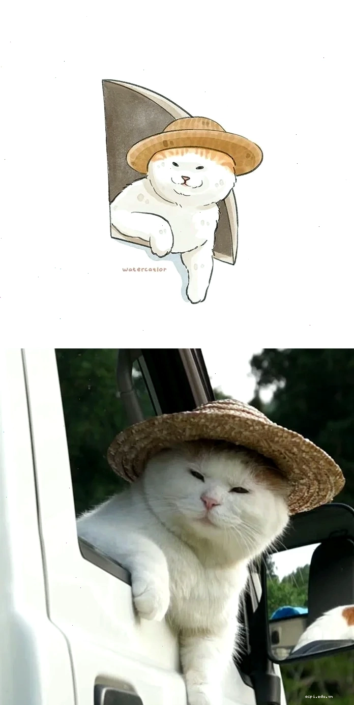 meme mèo hát