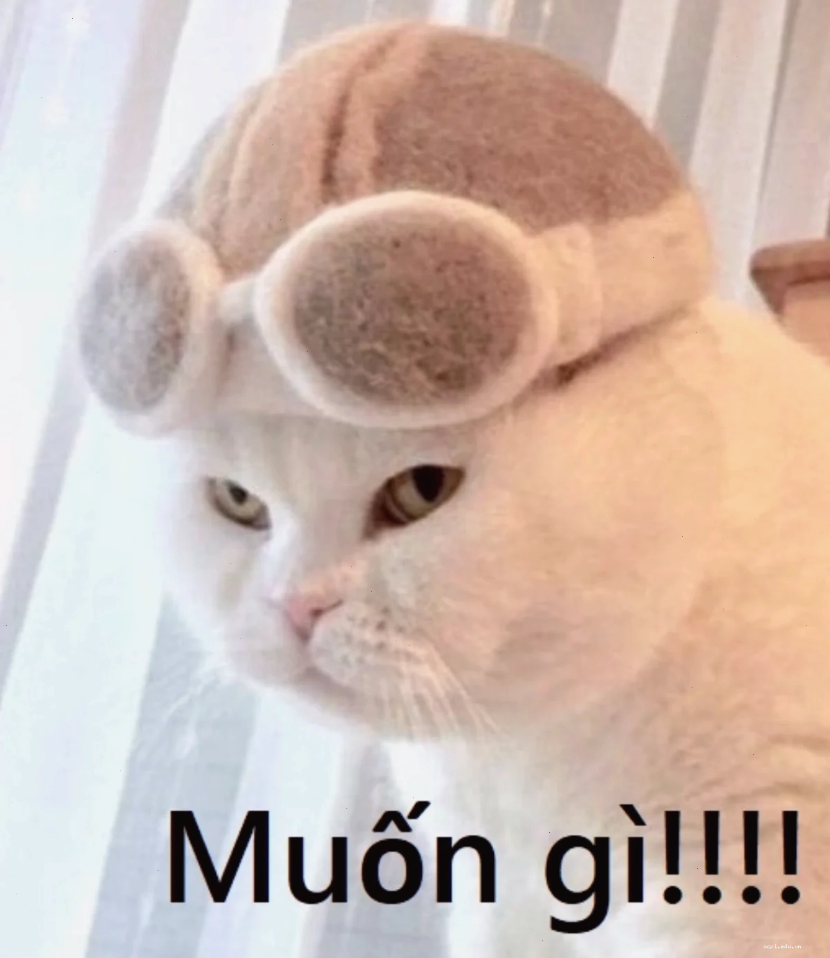 meme mèo hát