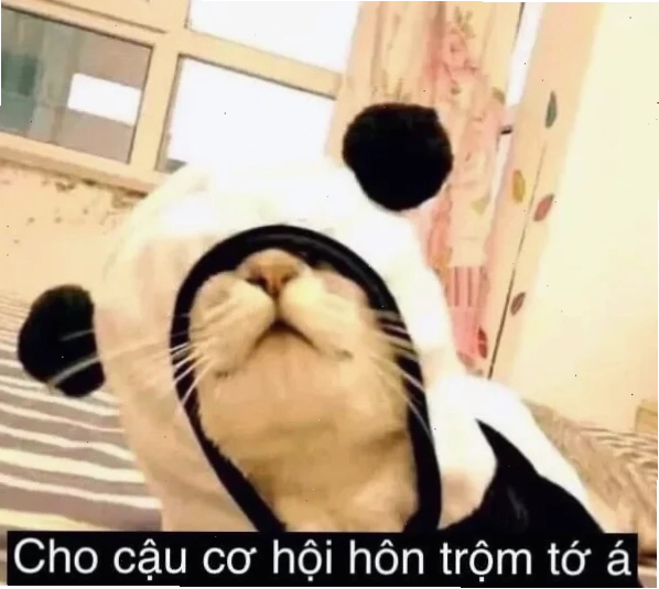 meme mèo hát